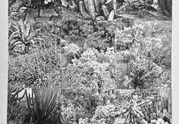 Phoenix Botanical Garden 